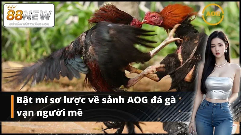 Bật mí sơ lược về AOG đá gà vạn người mê
