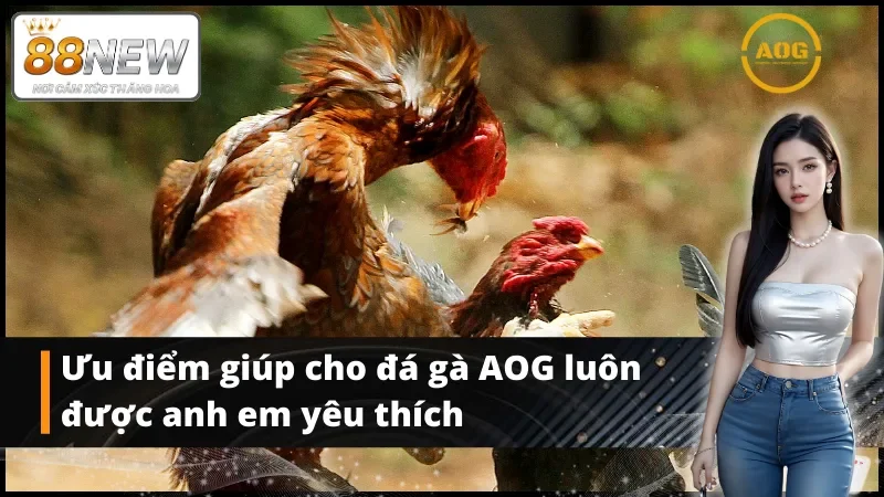 Ưu điểm giúp cho AOG đá gà luôn được anh em yêu thích