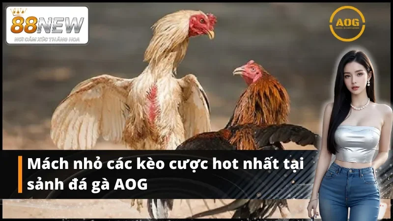 Mách nhỏ các kèo cược hot nhất tại AOG đá gà