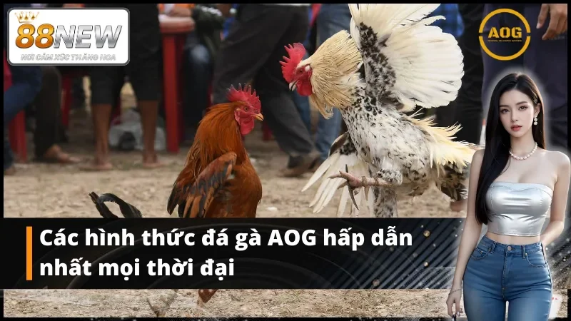 Các hình thức giải trí hot nhất tại sảnh AOG đá gà